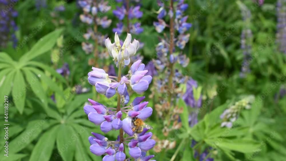 A bumblebee on the flower of blue lupine (Lupinus polyphyllus) in the garden A bumblebee on the flower of blue lupine (Lupinus polyphyllus) in the garden