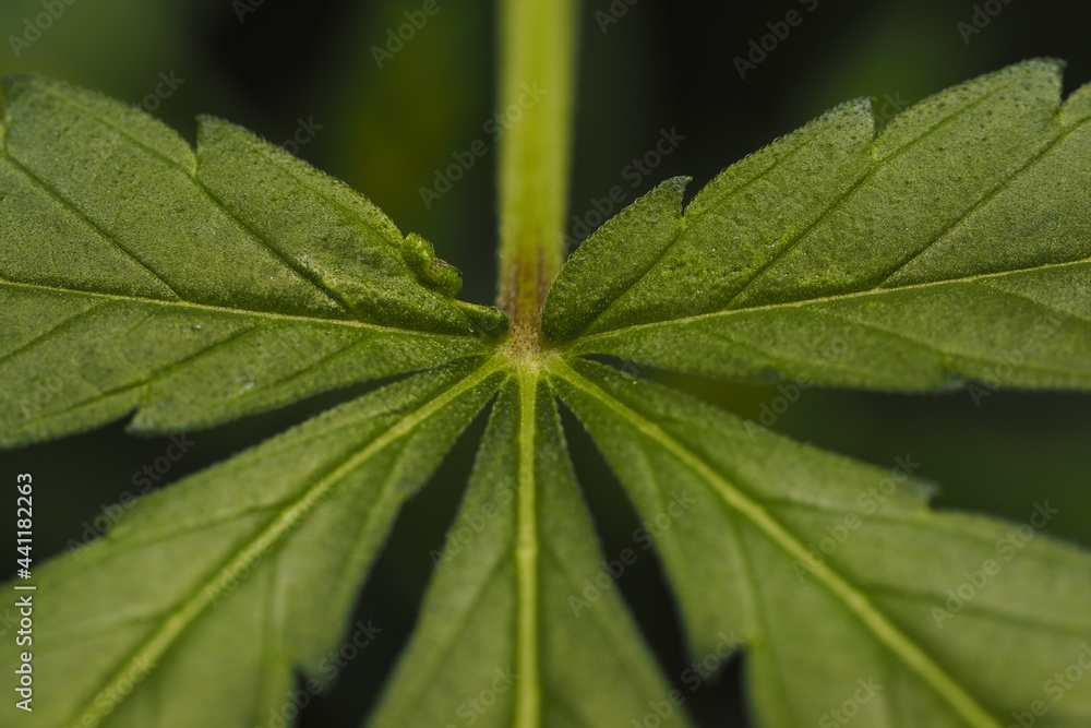 Cannabis marijuana plant hemp leaf Cannabis marijuana plant hemp leaf