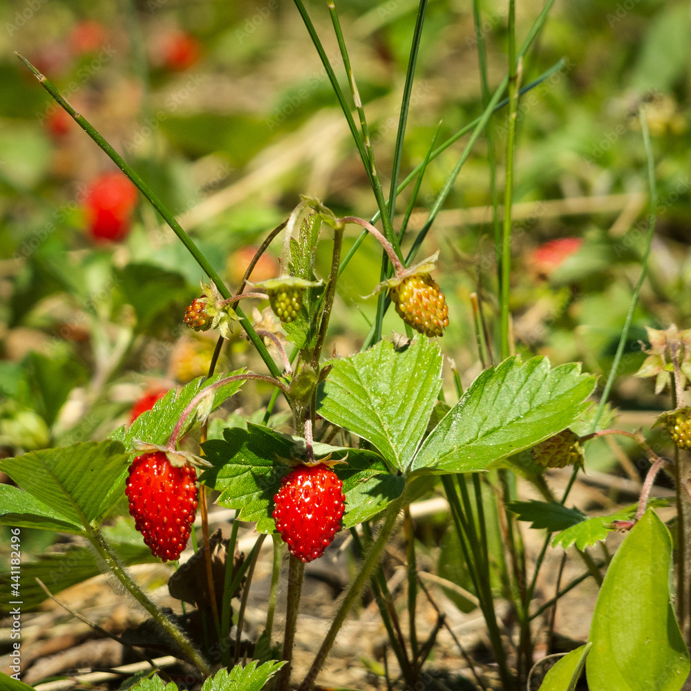 Beautifully fruiting wild strawberry (Fragaria). Beautifully fruiting wild strawberry (Fragaria).