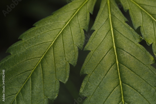 Cannabis marijuana plant hemp leaf