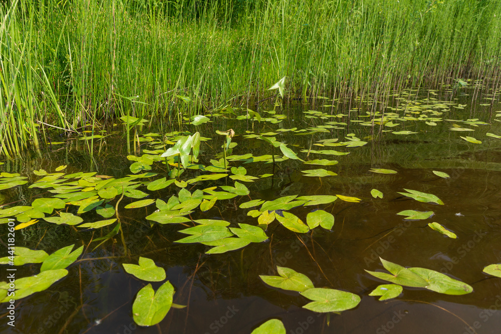 water landscape with water lily leaves pond lake water landscape with water lily leaves pond lake