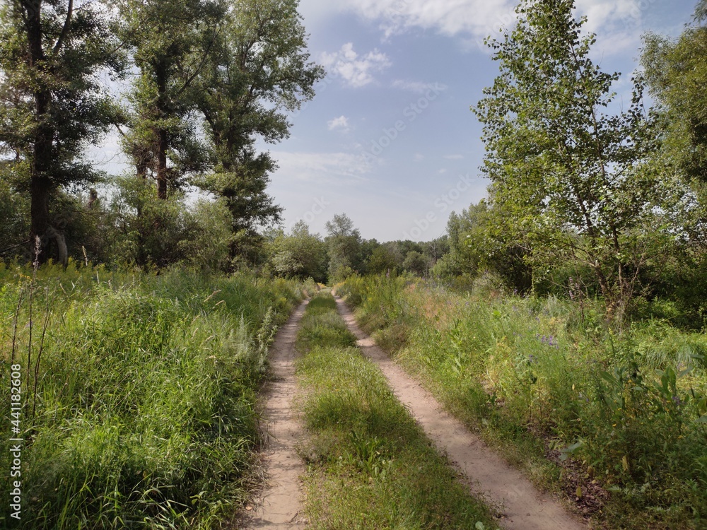Fototapeta premium path in the countryside