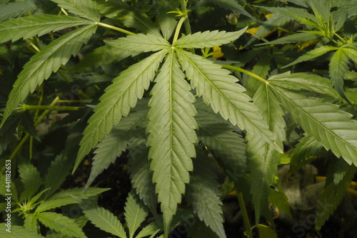 Cannabis marijuana plant hemp leaf