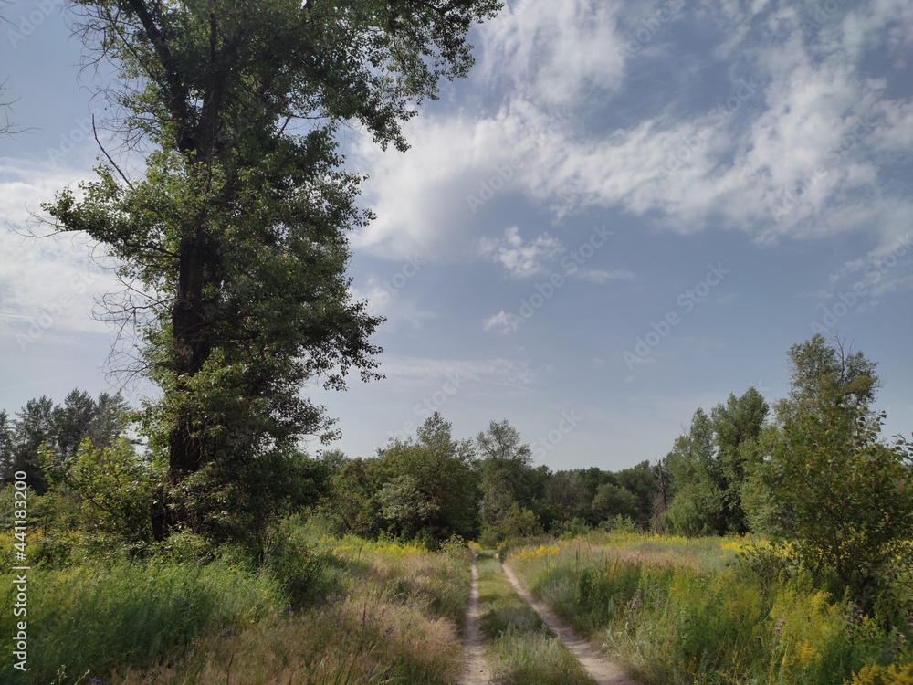 Obraz premium trees in the forest