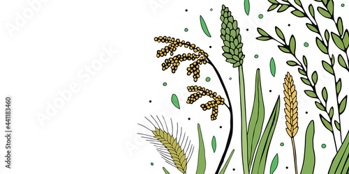 Hand drawn horisontal banner with empty space. Grains plants and cereal rye barley and wheat ear spikes. Vector flat illustration for food package design template, engraving food.