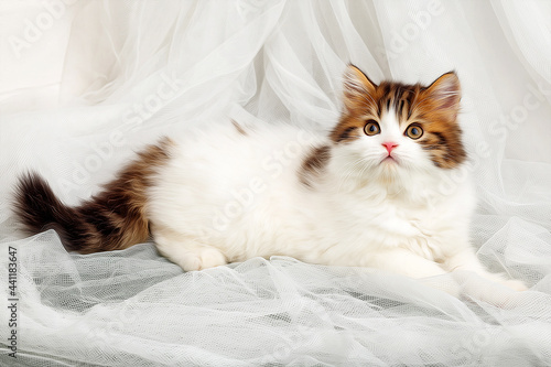 Tabby Scottish kitten on a light fabric background