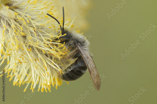 Closeup of a male grey backed mining bee, Andrena vaga photo