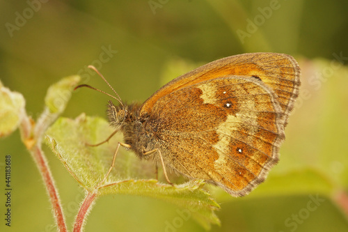 Closeup of a hedge brown Gatekeeper butterfly, Pyronia tithonus photo