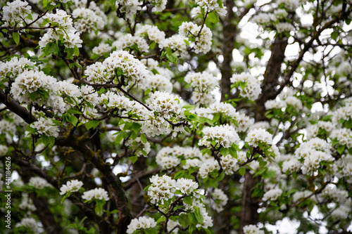 White blossoming apple trees in the sunset light. Spring season, spring colors