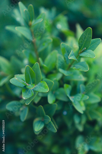 close up of leaves © Alexandru