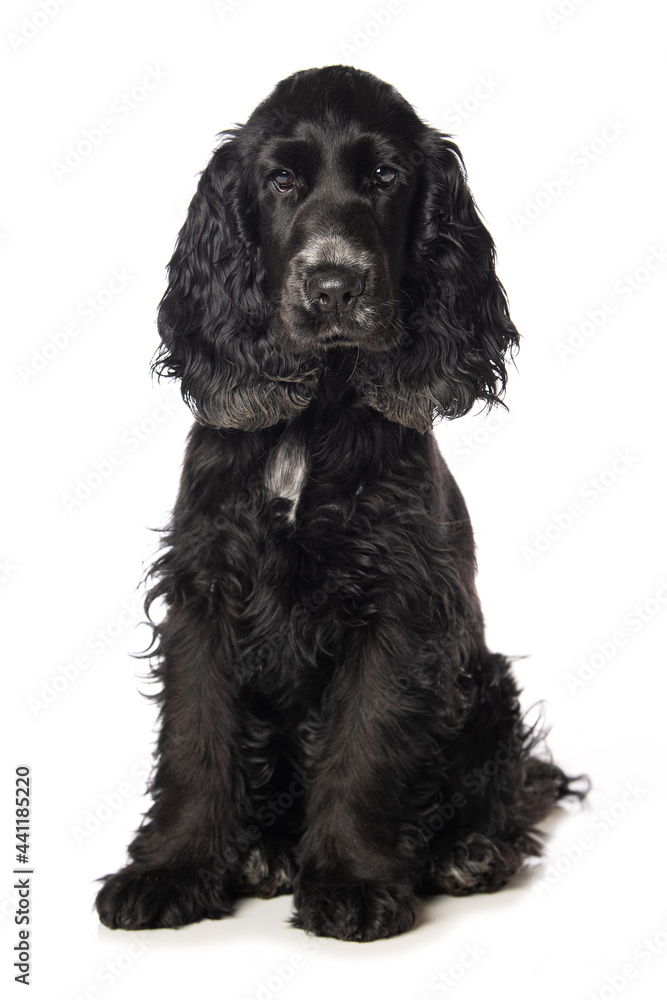 Cocker spaniel puppy on white background Cocker spaniel puppy on white background