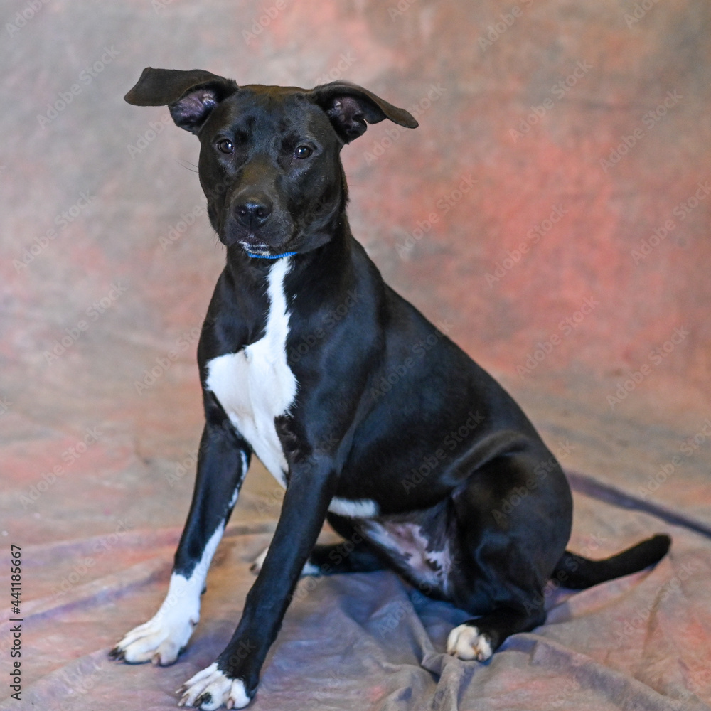 Mixed breed black and white dog Mixed breed black and white dog