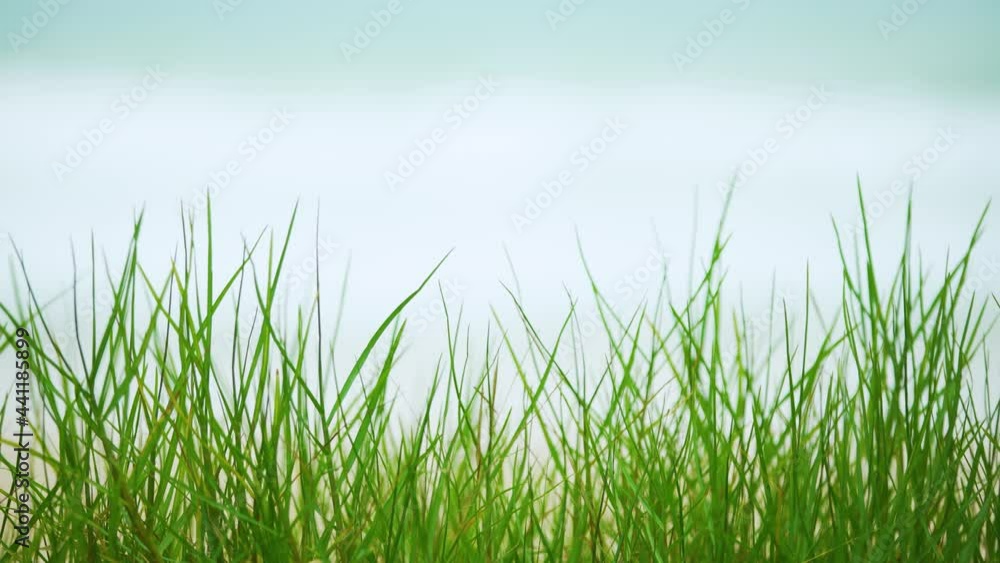 Grass Swaying in wind bright green grass illuminated on the garden evening.video 4K Resolution. Text Space background.Video Close-up. Grass Swaying in wind bright green grass illuminated on the garden evening.video 4K Resolution. Text Space background.Video Close-up.