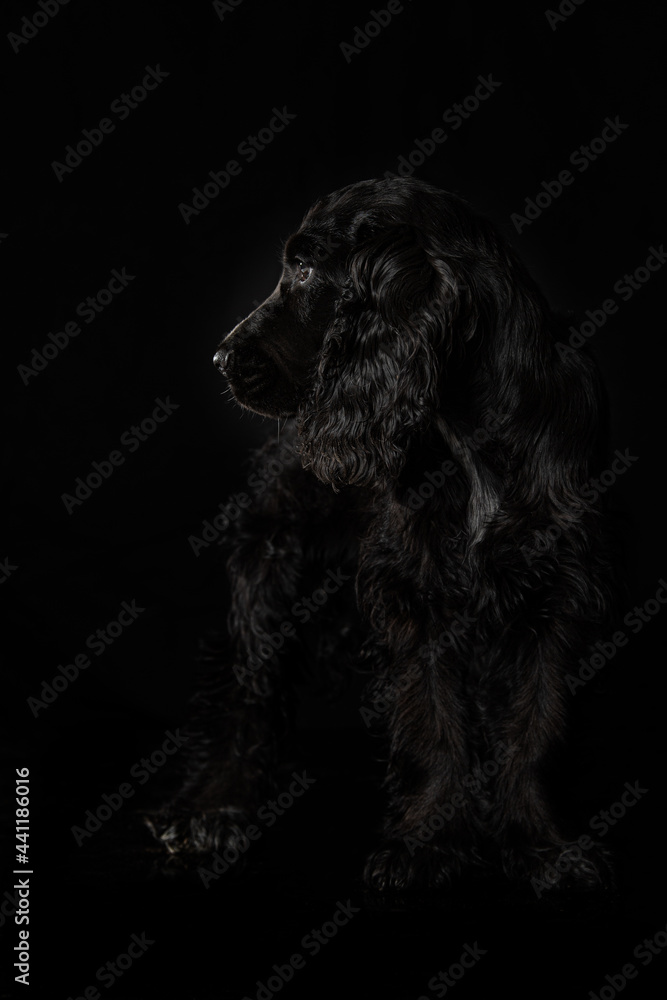 Cocker spaniel puppy on black background Cocker spaniel puppy on black background