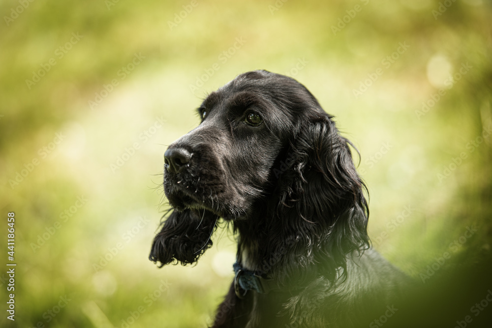 Cocker spaniel puppy in a meadow Cocker spaniel puppy in a meadow