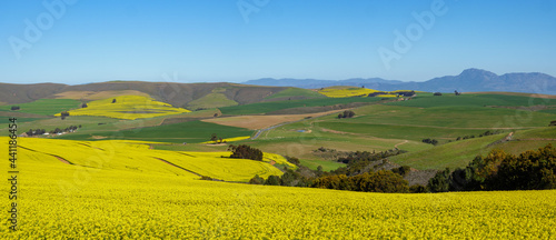 Canola or rapeseed or rape plant field. Near Botrivier or Bot River, Overberg. Western Cape. South Africa.