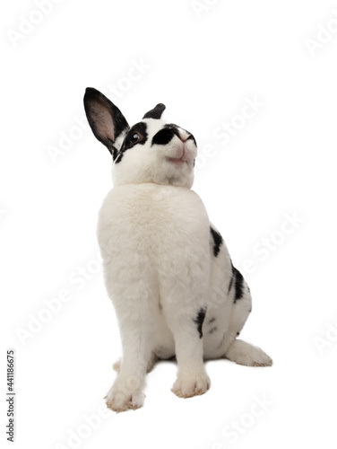 Fototapeta Naklejka Na Ścianę i Meble -  rabbit sitting and smiling isolated on white background