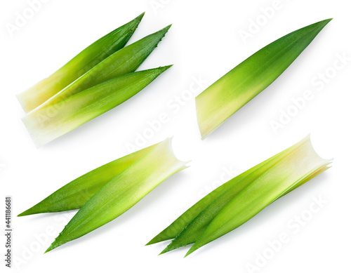 Pineapple leaves isolate. Pineapple leaf on white background. Fresh pinapple leaf set. Clipping path.