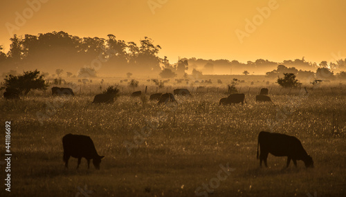 Cows eating grass in a large field located in Buenos Aires. 