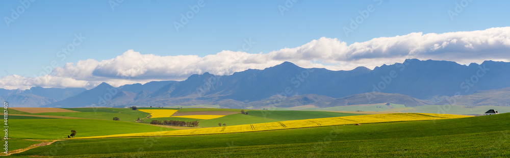Canola or rapeseed or rape plant field. Near Riviersonderend, Overberg. Western Cape. South Africa