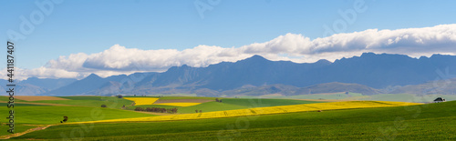Canola or rapeseed or rape plant field. Near Riviersonderend, Overberg. Western Cape. South Africa photo