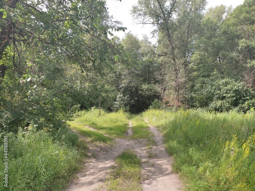 path in the woods