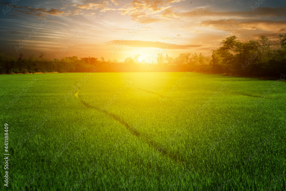 The rice fields have green rice fields beautifully when the sun is about to rise in the morning. The rice fields have green rice fields beautifully when the sun is about to rise in the morning.