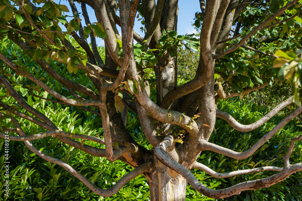 Beige textured trunk of Rows of Parrotia persica or Persian iron tree near mirror maze in public city park of Krasnodar or Galitsky Park. Sunny summer 2021.