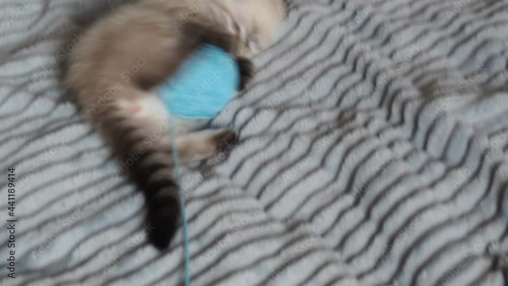 small cute kitten with big blue eyes plays with a ball on the bedspread. pets, animal care small cute kitten with big blue eyes plays with a ball on the bedspread. pets, animal care