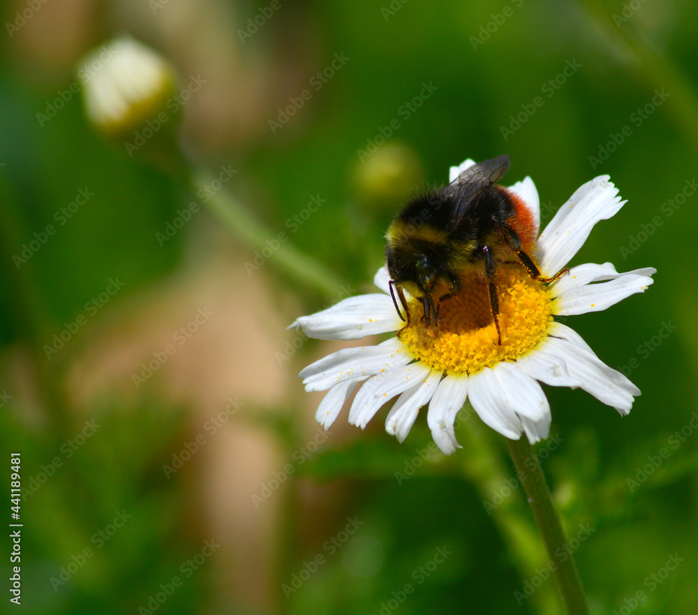 bee on flower bee on flower