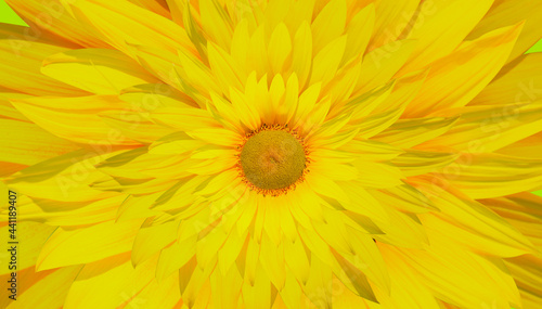 Abstract beautiful yellow sunflower background 