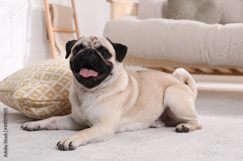Cute funny fawn pug on floor at home