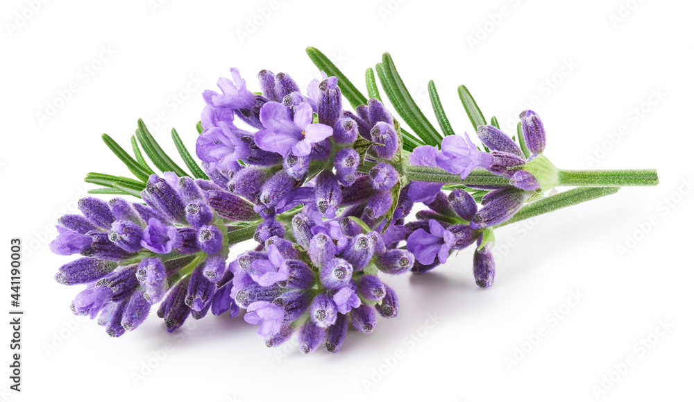 Lavender flowers isolated on white background - obrazy, fototapety, plakaty 