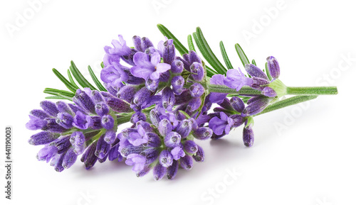 Lavender flowers isolated on white background photo