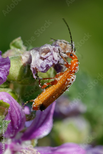 Common red soldier beetle or Bloodsucker beetle or Hogweed Bonking Beetle (Rhagonycha fulva) photo