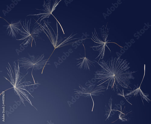 Many dandelion seeds flying on blue background