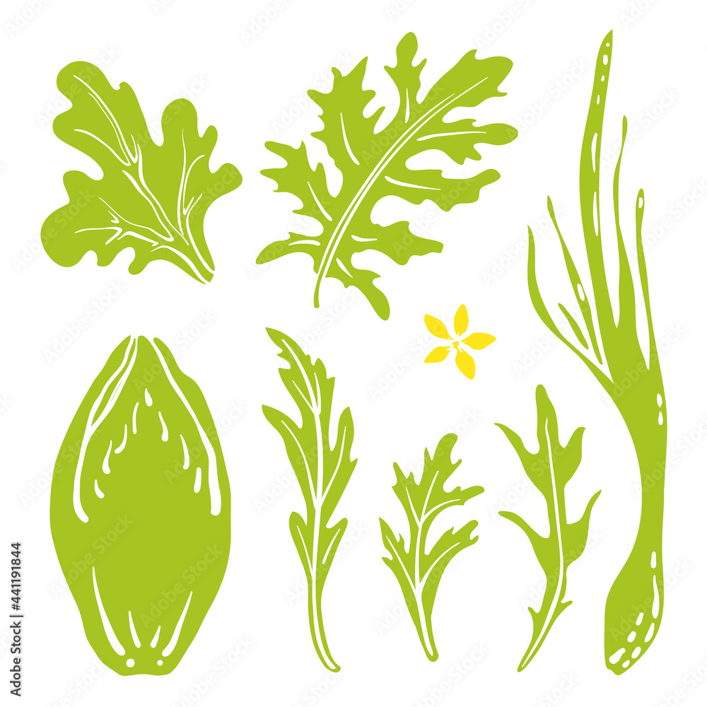 Belgian endive, lettuce, kale, rocket salad, spring onion. Paper cut collection of green culinary herbs and vegetables isolated on white background. Doodle hand drawn fruits. Vector illustration Belgian endive, lettuce, kale, rocket salad, spring onion. Paper cut collection of green culinary herbs and vegetables isolated on white background. Doodle hand drawn fruits. Vector illustration