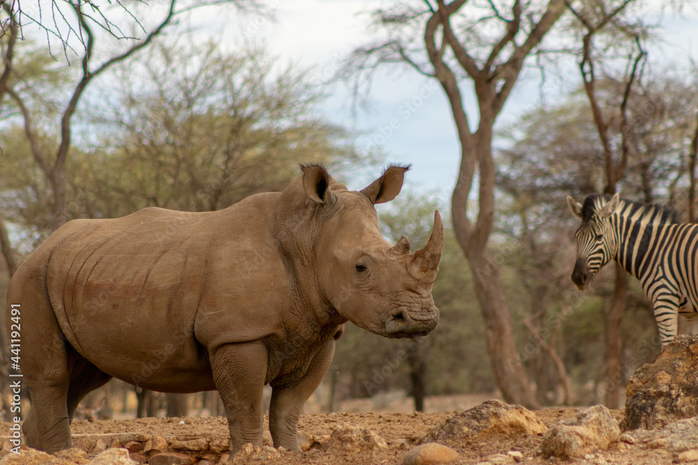 Fototapeta premium Portrait of a male bull white Rhino grazing in Etosha National park, Namibia. Wild african animals.