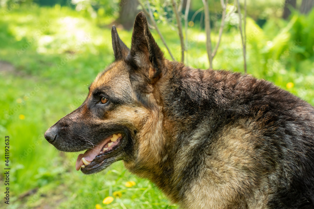 Long-haired German shepherd dog with his tongue hanging out in the yard