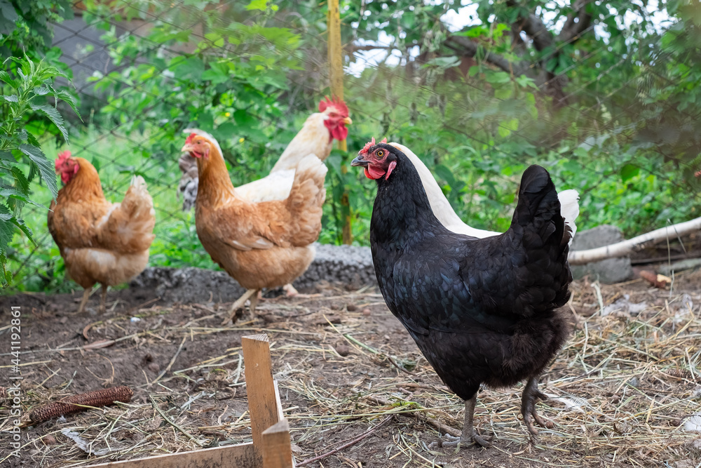 Fototapeta premium white and multi-colored hens and rooster in a pen on a small farm