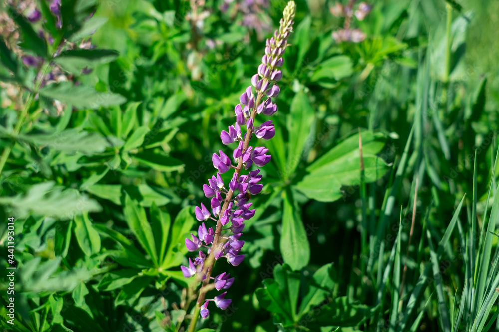 summer wild-growing blue-lilac lupine flowers with green leaves in the grass