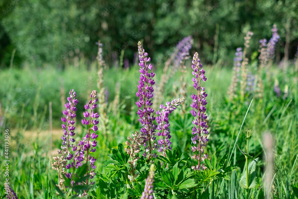 summer wild-growing blue-lilac lupine flowers with green leaves in the grass summer wild-growing blue-lilac lupine flowers with green leaves in the grass