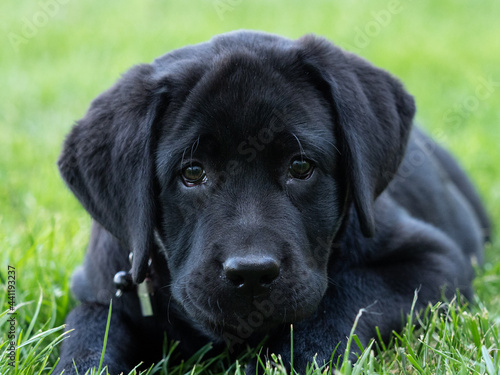 Fotografi black labrador puppy