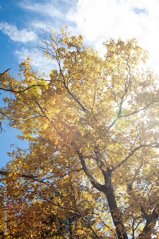 Fototapeta premium 信州の紅葉