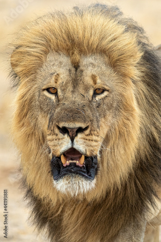 Male lion in Hwange National Park  Zimbabwe. Straight on head shot  portrait.