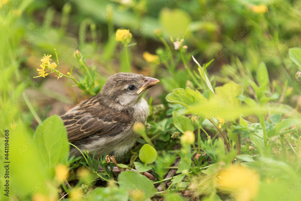 little sparrow chick in the grass, resting in shadow, among flowers little sparrow chick in the grass, resting in shadow, among flowers