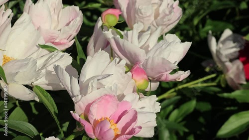 pink and white flowers