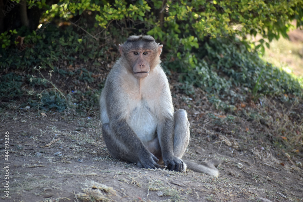 Fototapeta premium indian macaque sitting on the ground