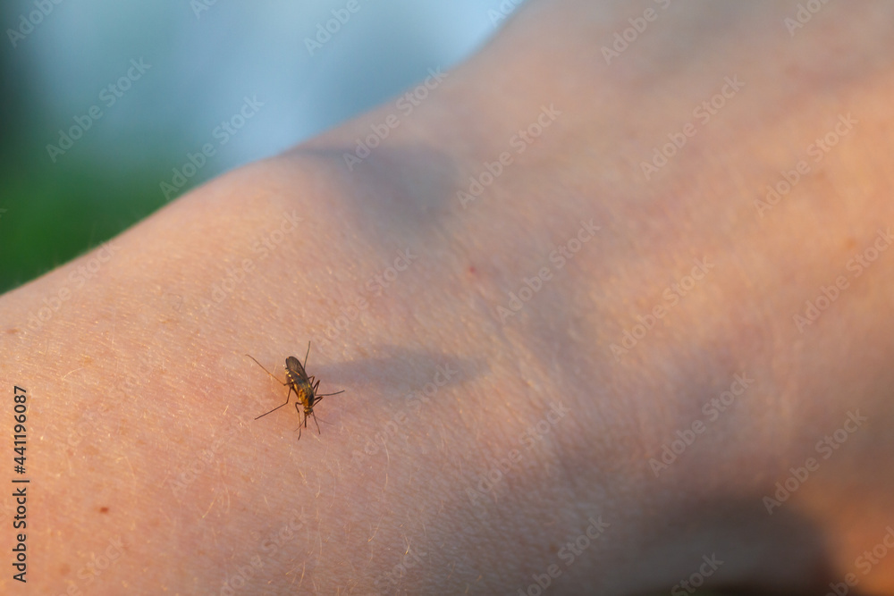 A mosquito bites a person in the arm and drinks blood A mosquito bites a person in the arm and drinks blood