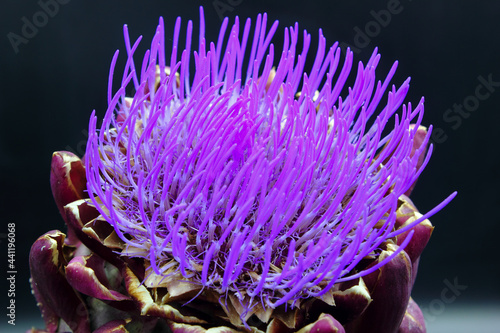 closeup of purple and green globe artichoke vegetable with thistle anemone flower isolated on black background